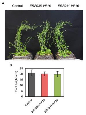 Fiber Cell-Specific Expression of the VP16-Fused Ethylene Response Factor 41 Protein Increases Biomass Yield and Alters Lignin Composition